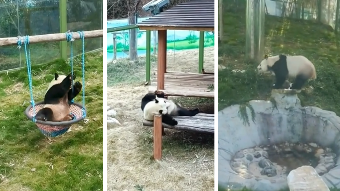 panda che rotola al parco giochi