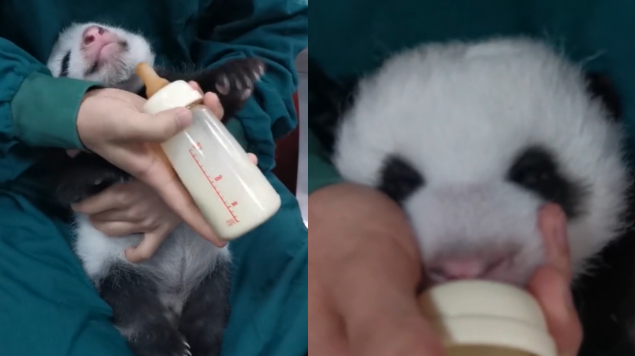 panda-che-beve-il-latte