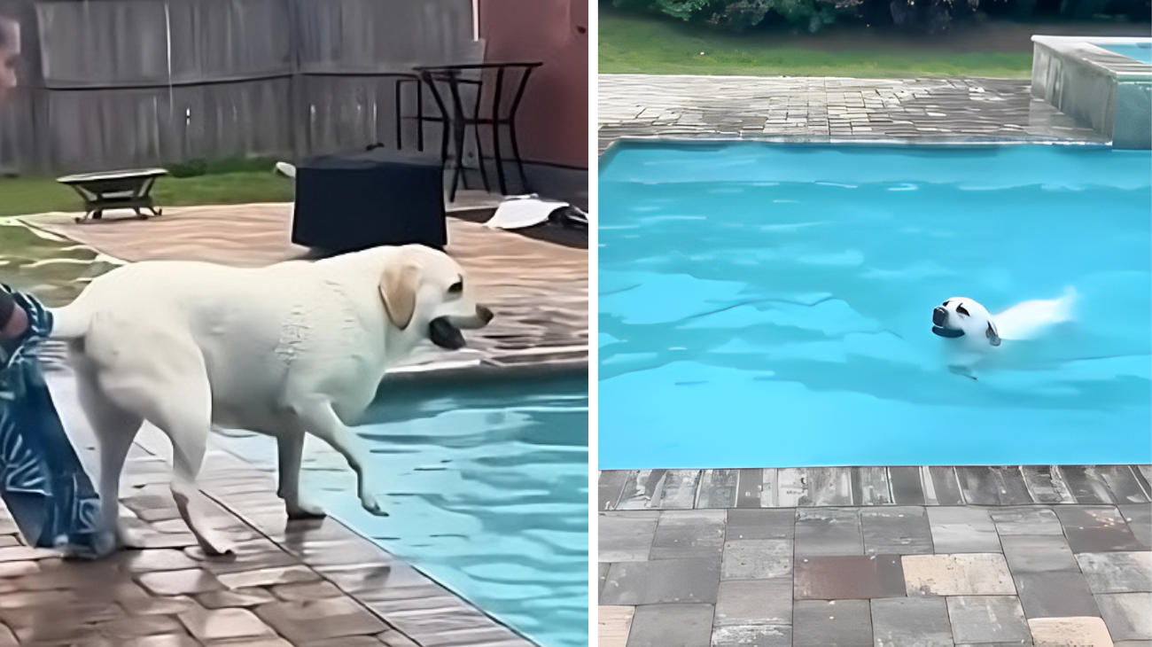 cane si tutta in piscina