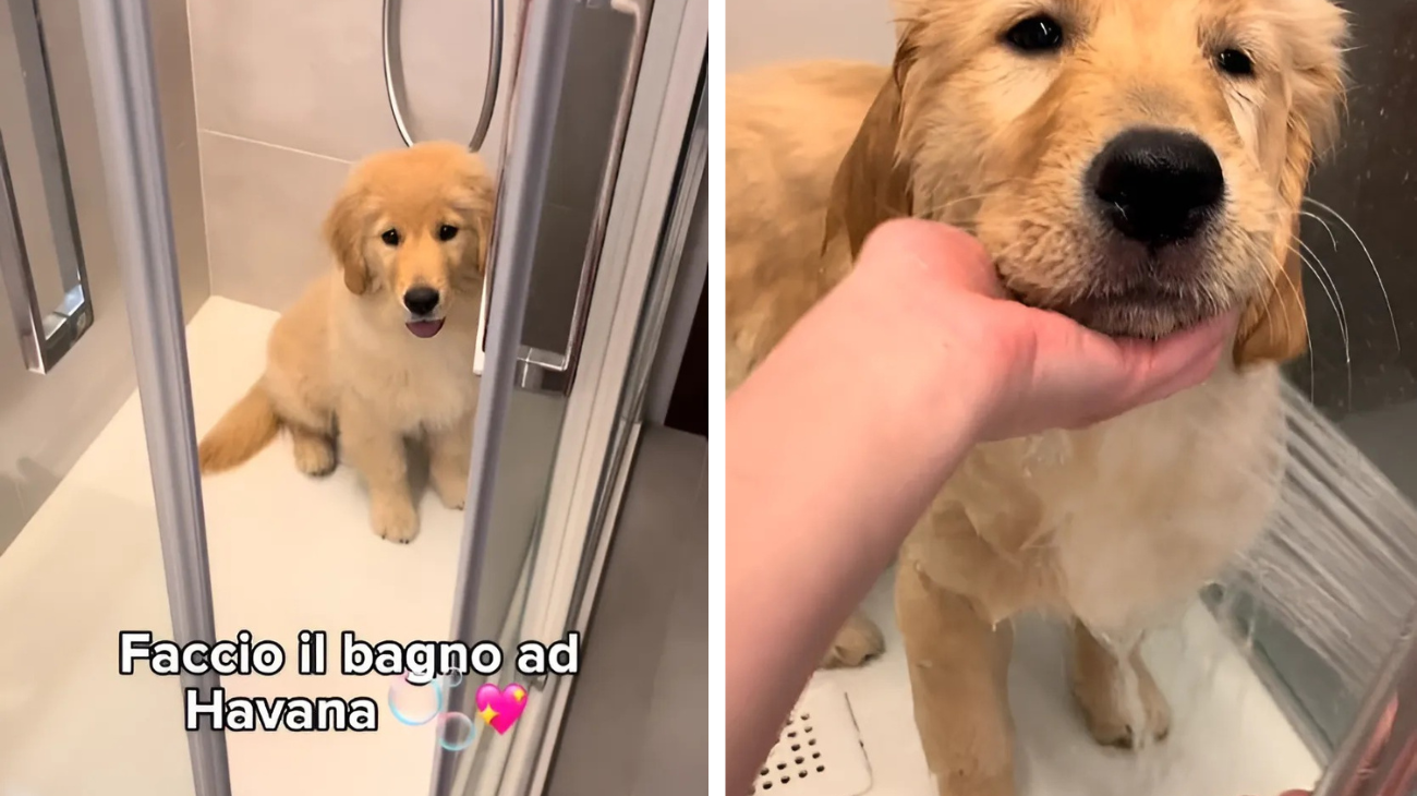 Golden Retriever fa il bagnetto per la prima volta