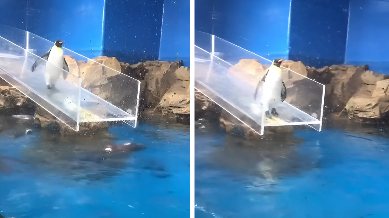 Pinguino vuole tuffarsi in acqua dal trampolino ma qualcosa va storto: la reazione del pubblico