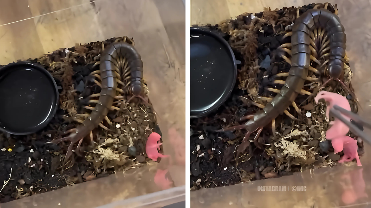 Scolopendra azzanna mano del padrone video