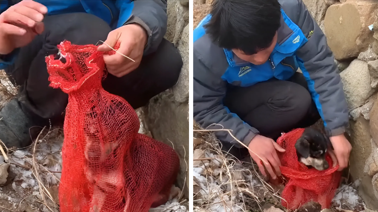 trova cane chiuso in un sacco