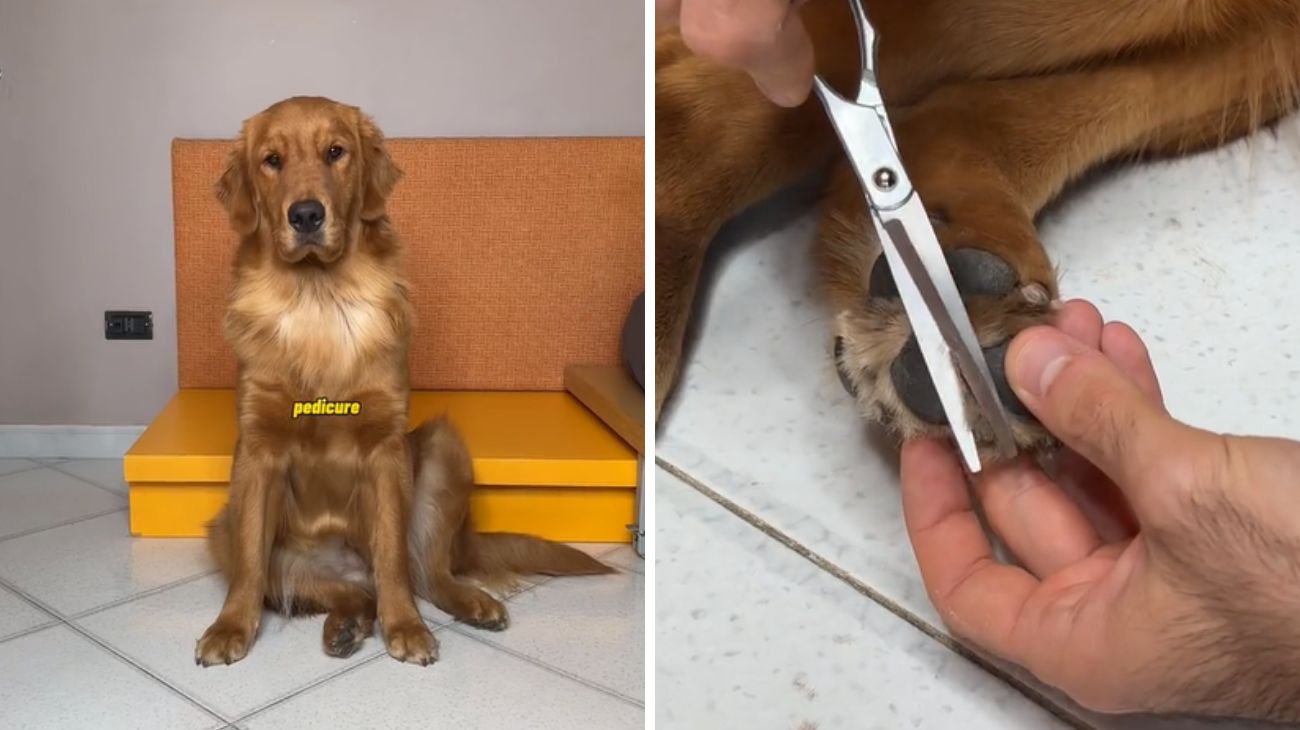 fa-pedicure-al-golden-retriever