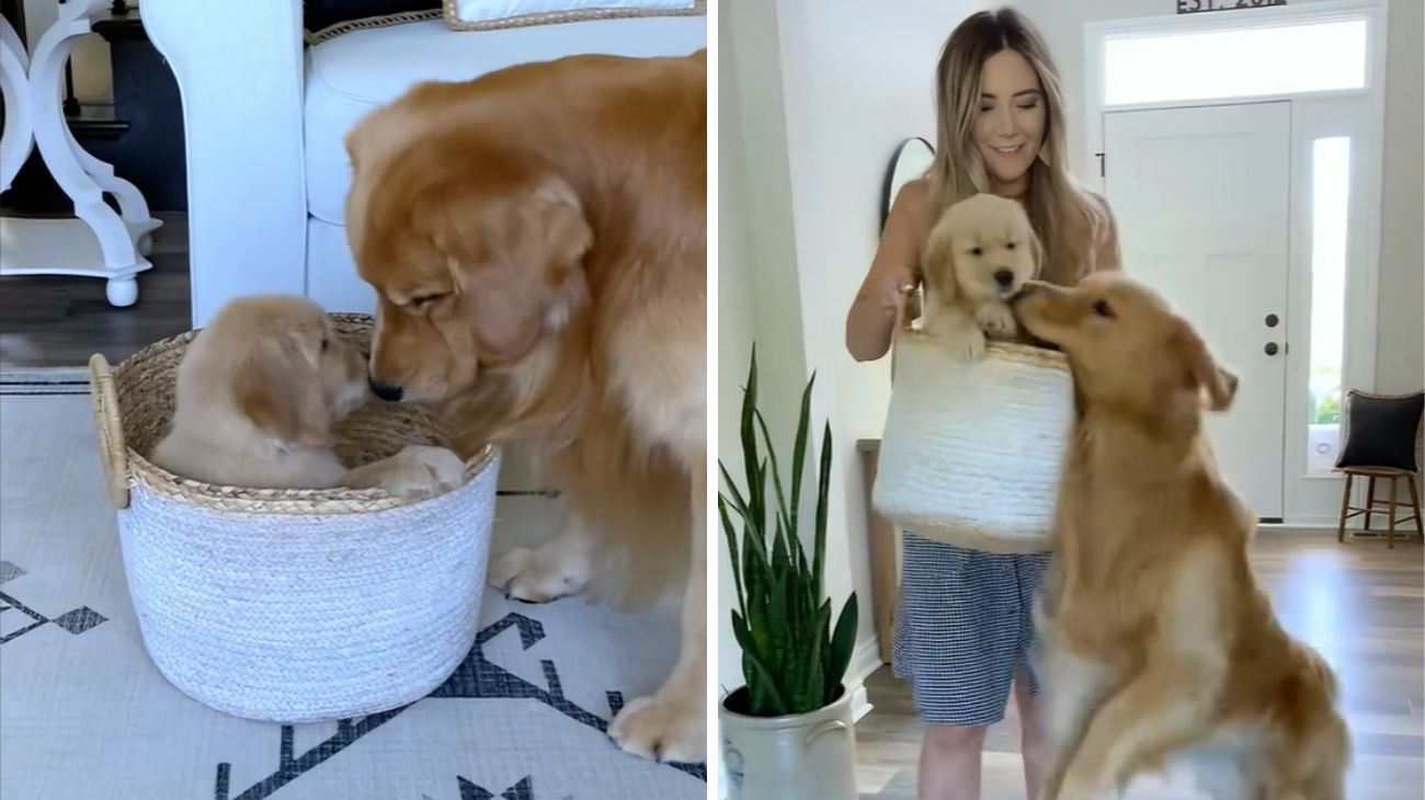 golden-retriever-vede-il-suo-cucciolo-la-prima-volta