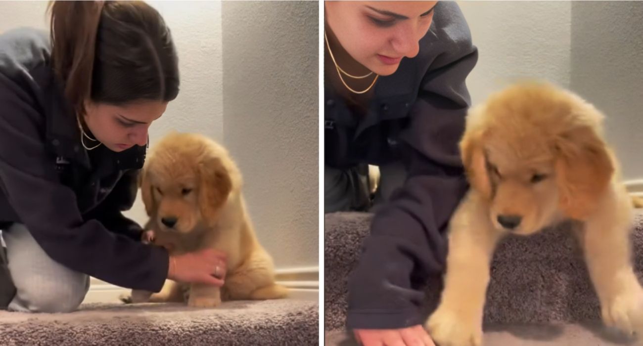 Padrona insegna al cucciolo di Golden Retriever a scendere le scale: il tentativo del piccolo è buffissimo