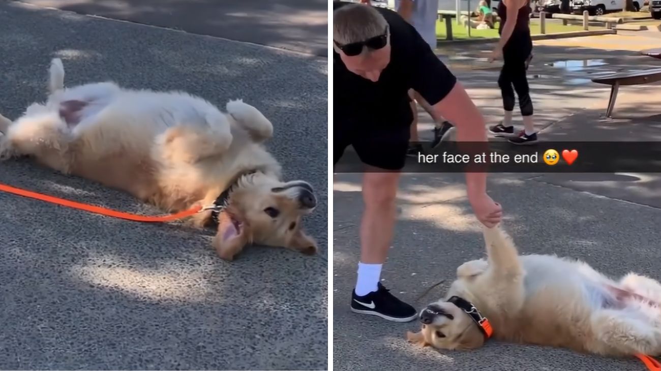 il-golden-retriever-non-vuole-toranre-a-casa