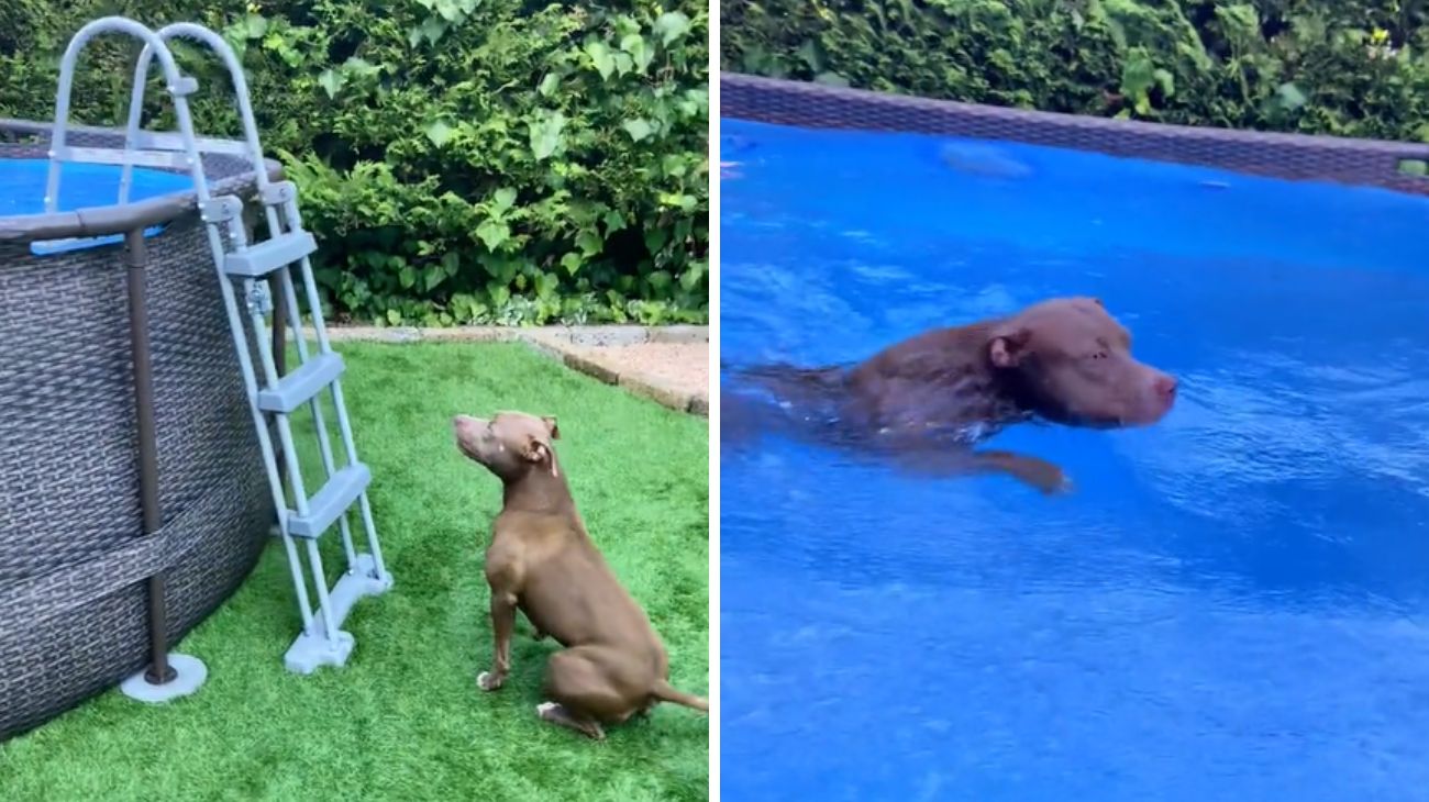 il-pitbull-in-piscina