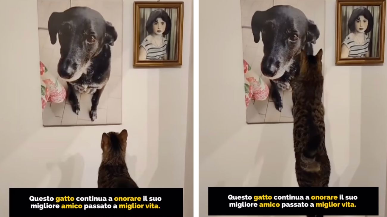 Gatto vede in foto il suo migliore amico cane morto e si commuove: c'è un gesto che colpisce dritto al cuore