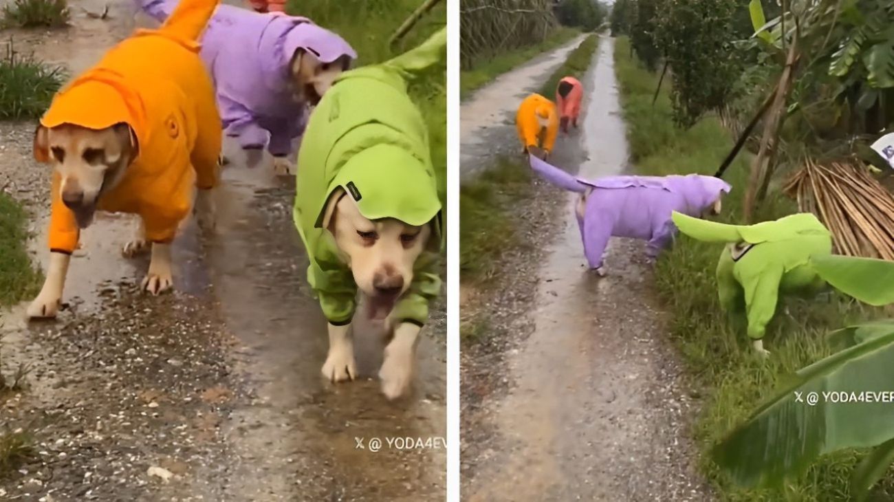 Cuccioli di labrador vestiti da Teletubbies incantano tutti: dolcezza senza fine in questo video