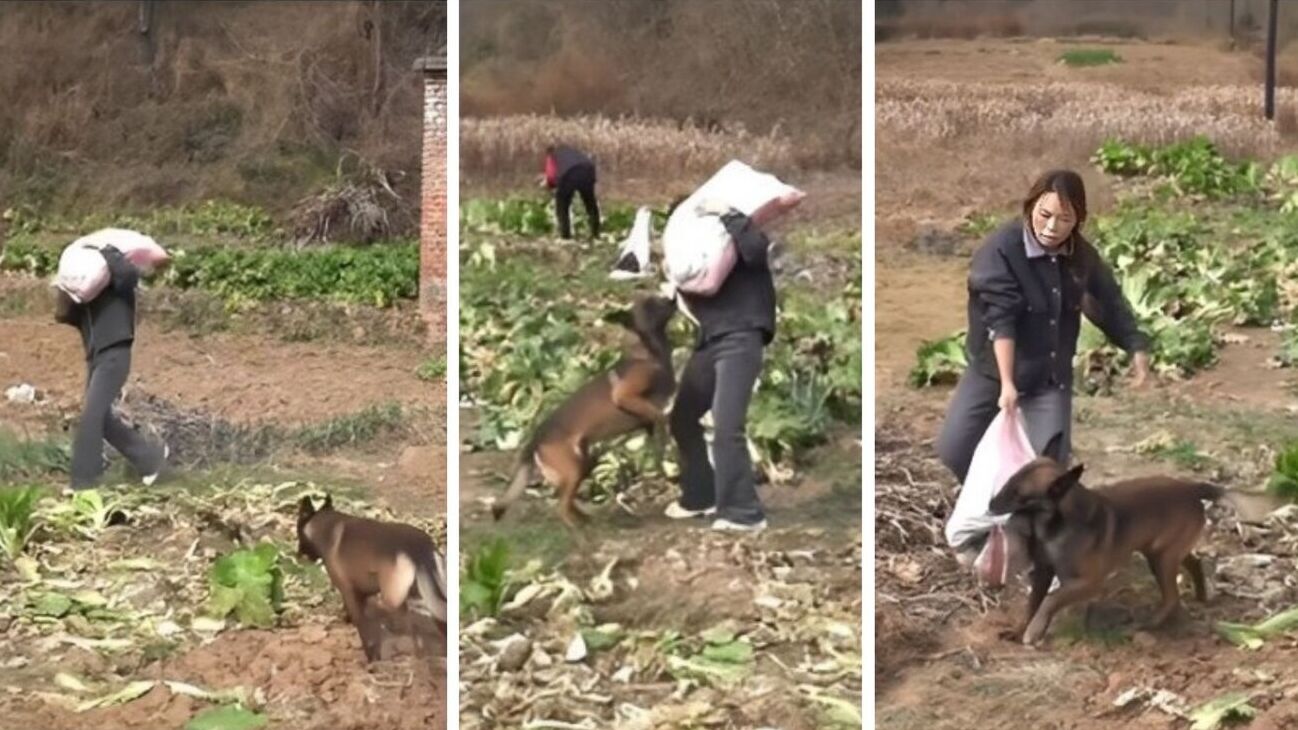 Cane capisce che la padrona è in difficoltà e l'aiuta