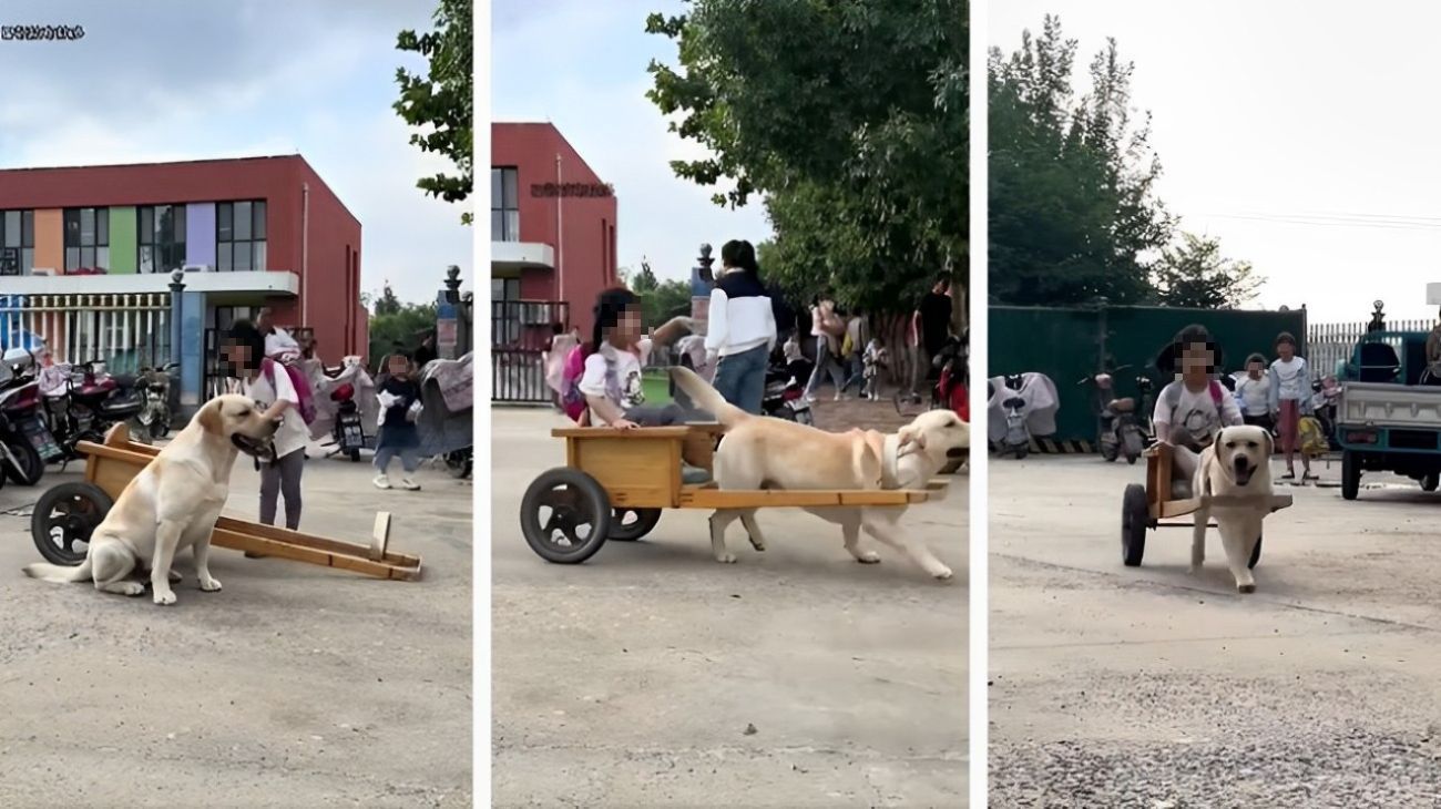 Labrador va a prendere la padroncina