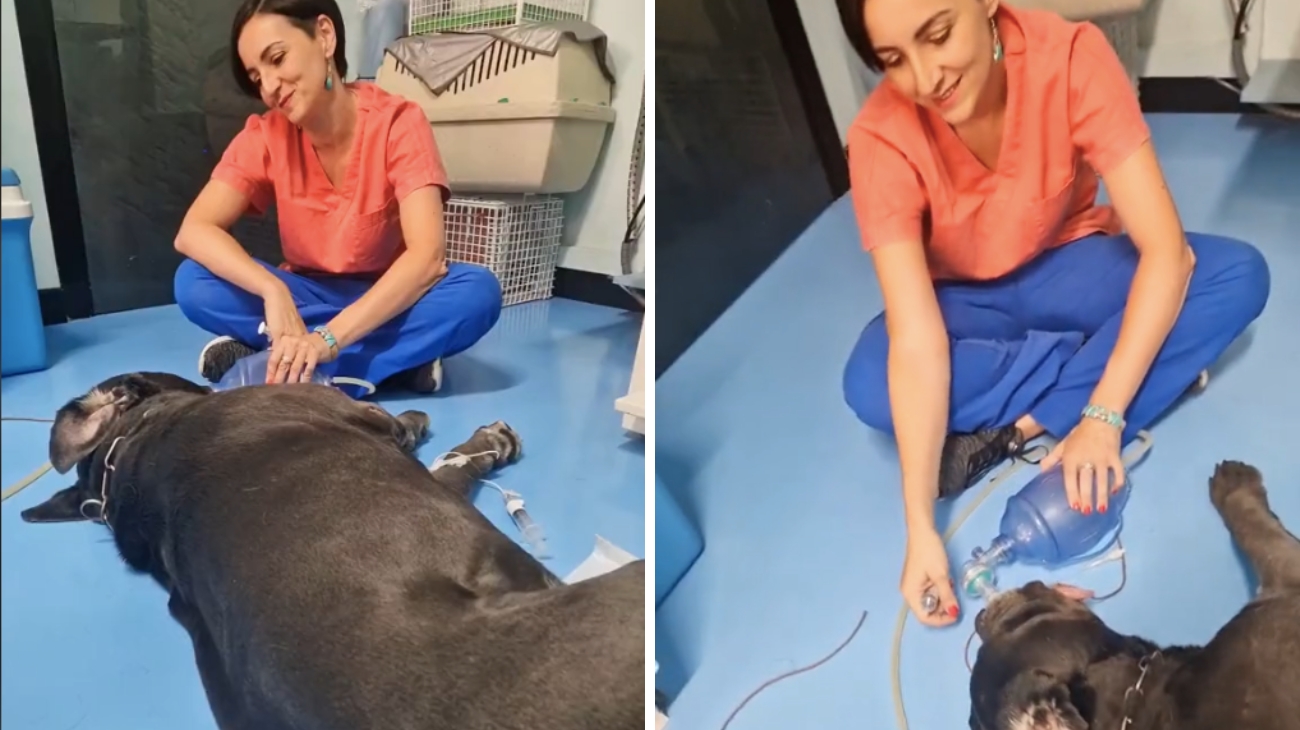 Una veterinaria ha mostrato come svegliare un cane gigante dopo un'anestesia