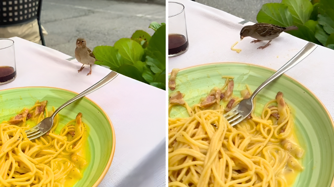 Questo tenero uccellino si è posato a tavola e ha mangiato un piatto di pasta