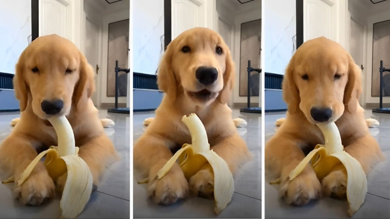 golden-retriever-mangia-banana