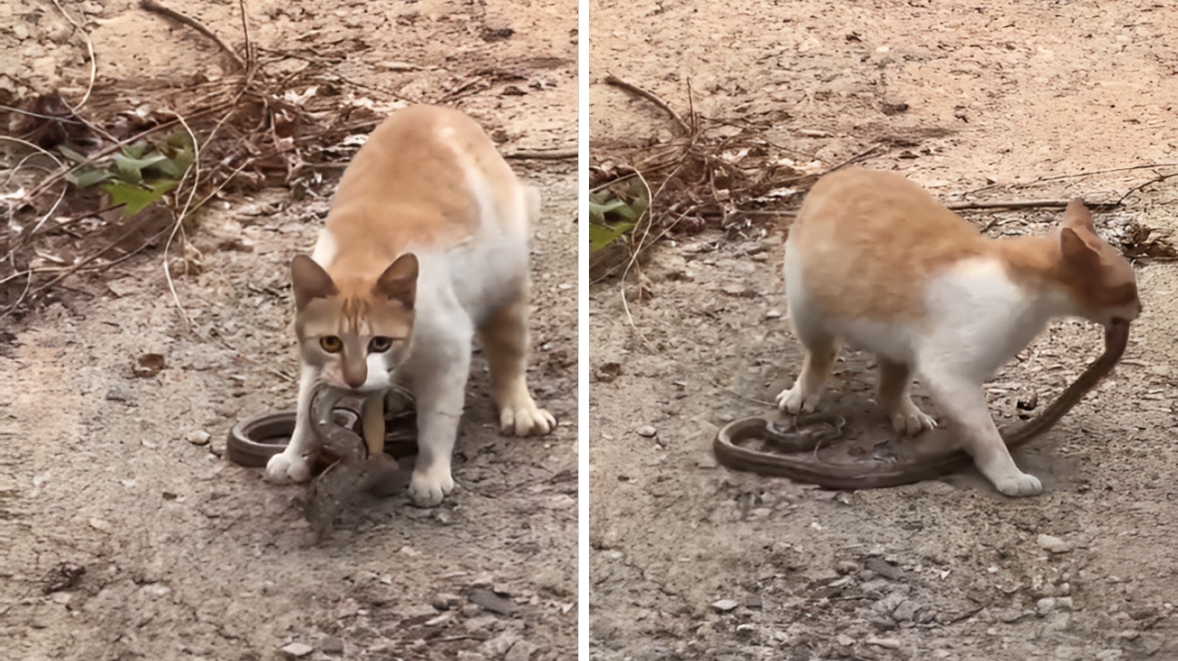 Gatto morde un serpente velenoso, la reazione è tutta da scoprire