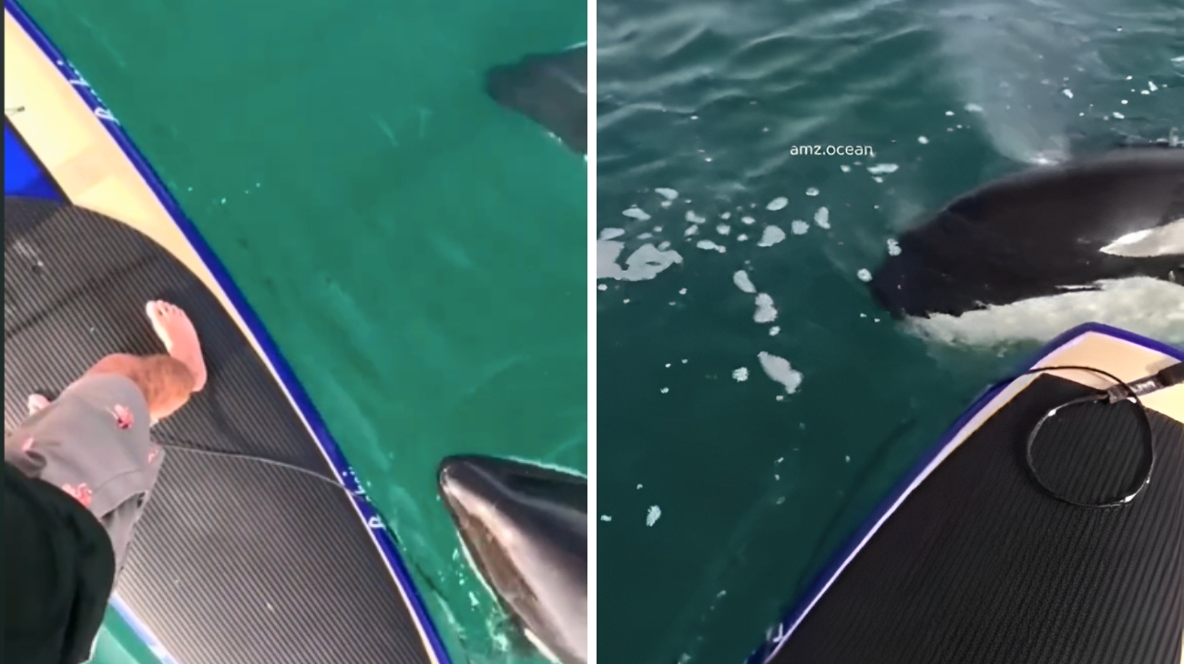 Stava facendo surf in mare, quando si accorge di una famiglia di orche