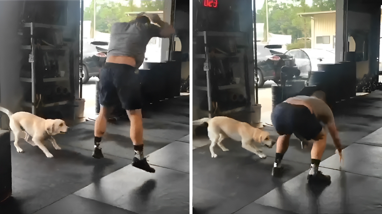 Labrador in palestra col suo padrone, guardate cosa fa