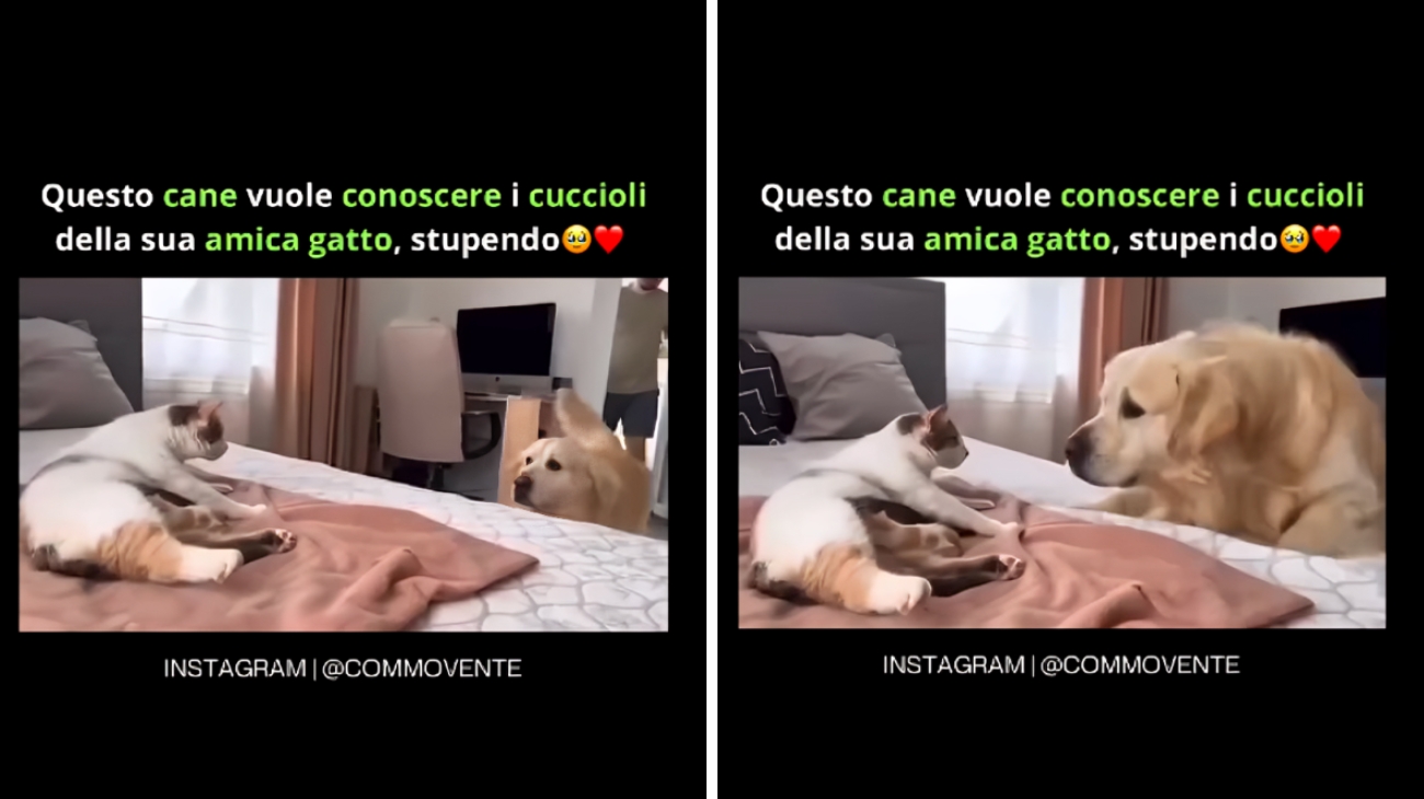 La reazione del Golden Retriever ai cuccioli del gatto è tutta da vedere