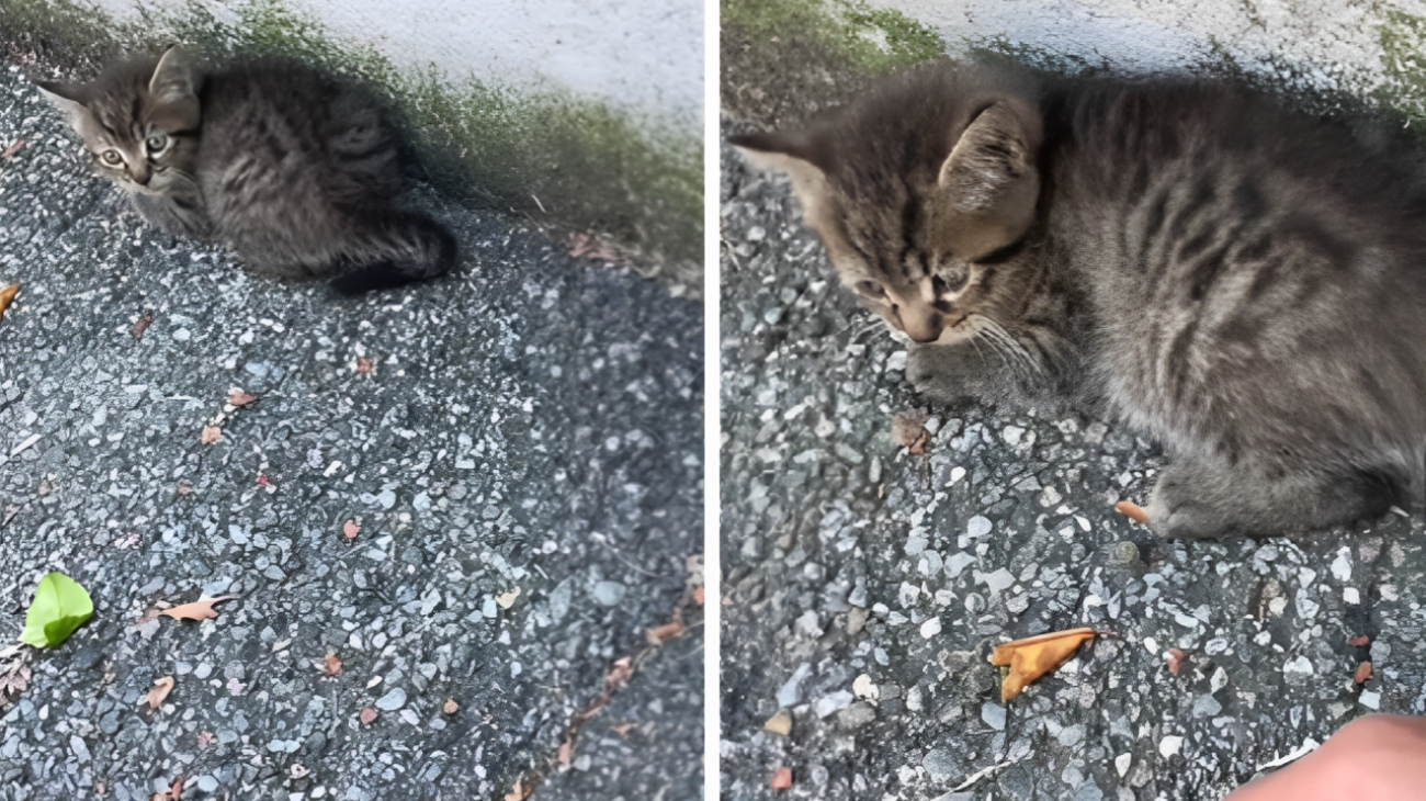 gatto abbandonato per strada