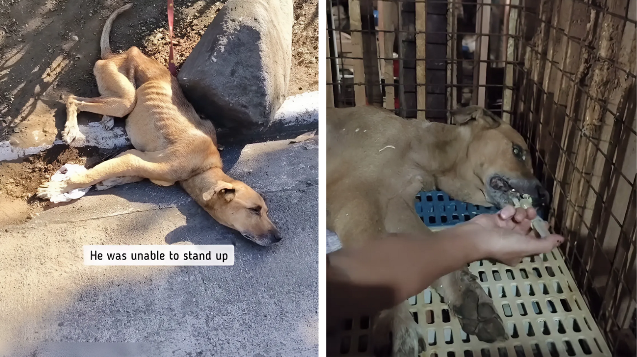 cane abbandonato oggi