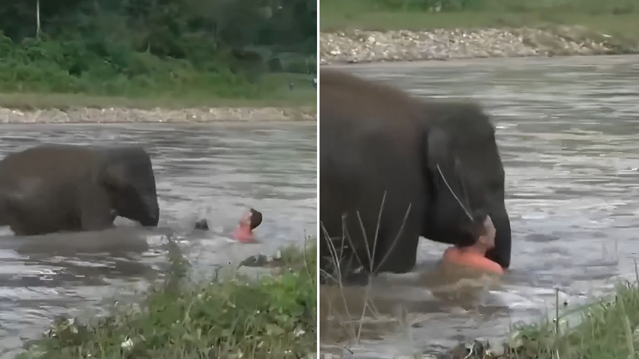 uomo-sta-annegando-nel-fiume-della-savana-la-reazione-di-questo-elefante