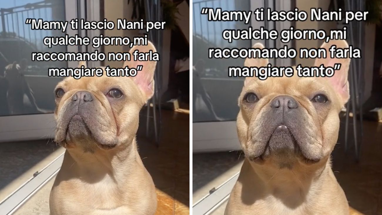 bulldog nonna