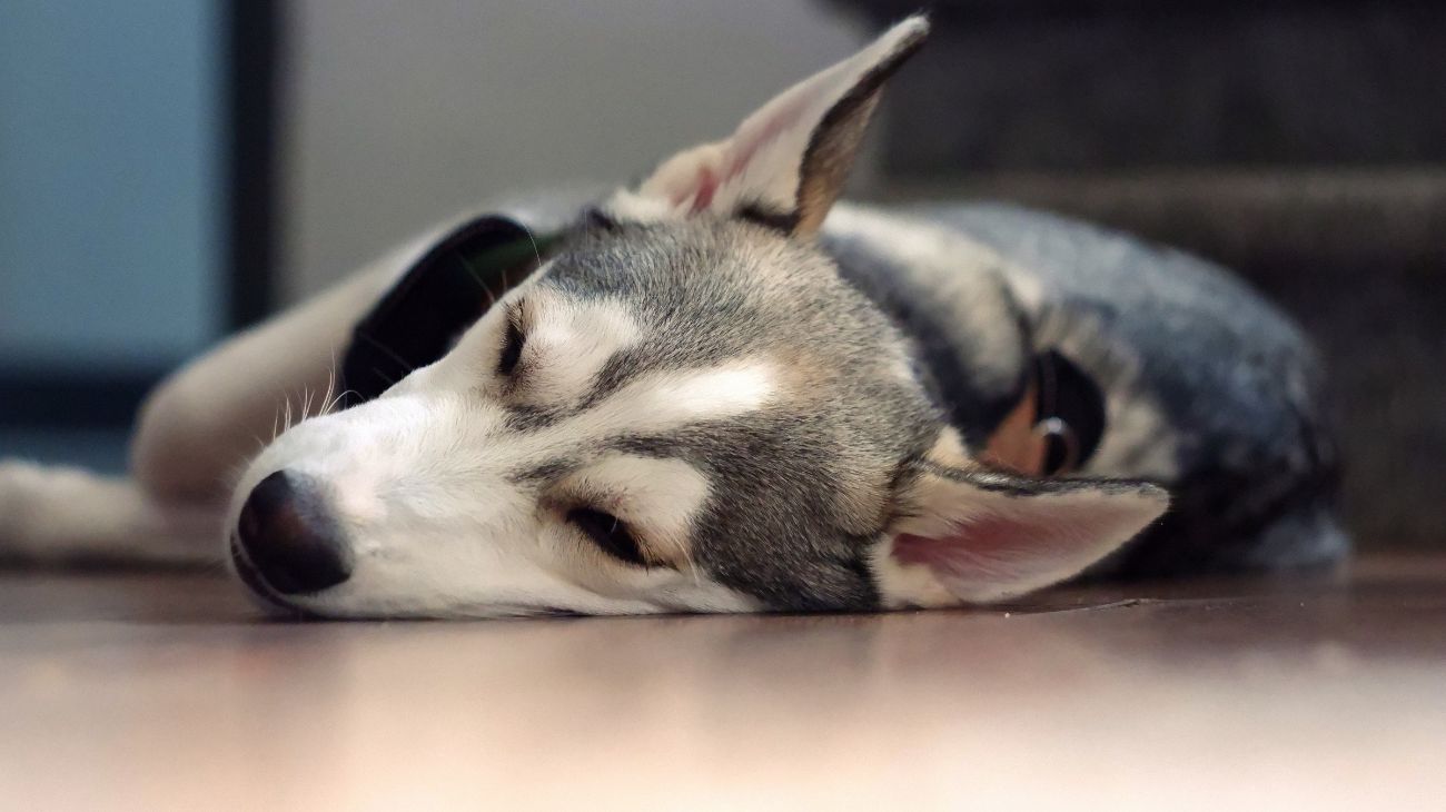 cane-dorme-per-terra-pavimento