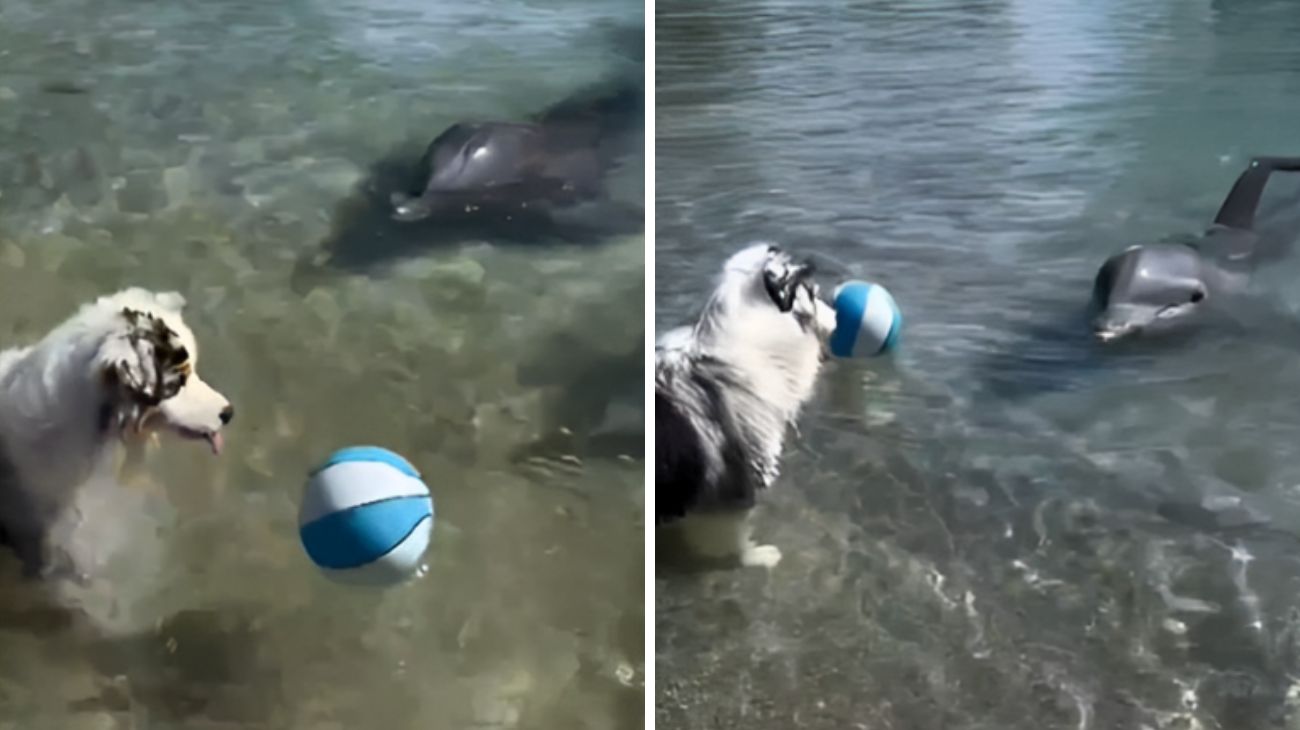 cane-gioca-a-palla-con-gli-amici-delfini