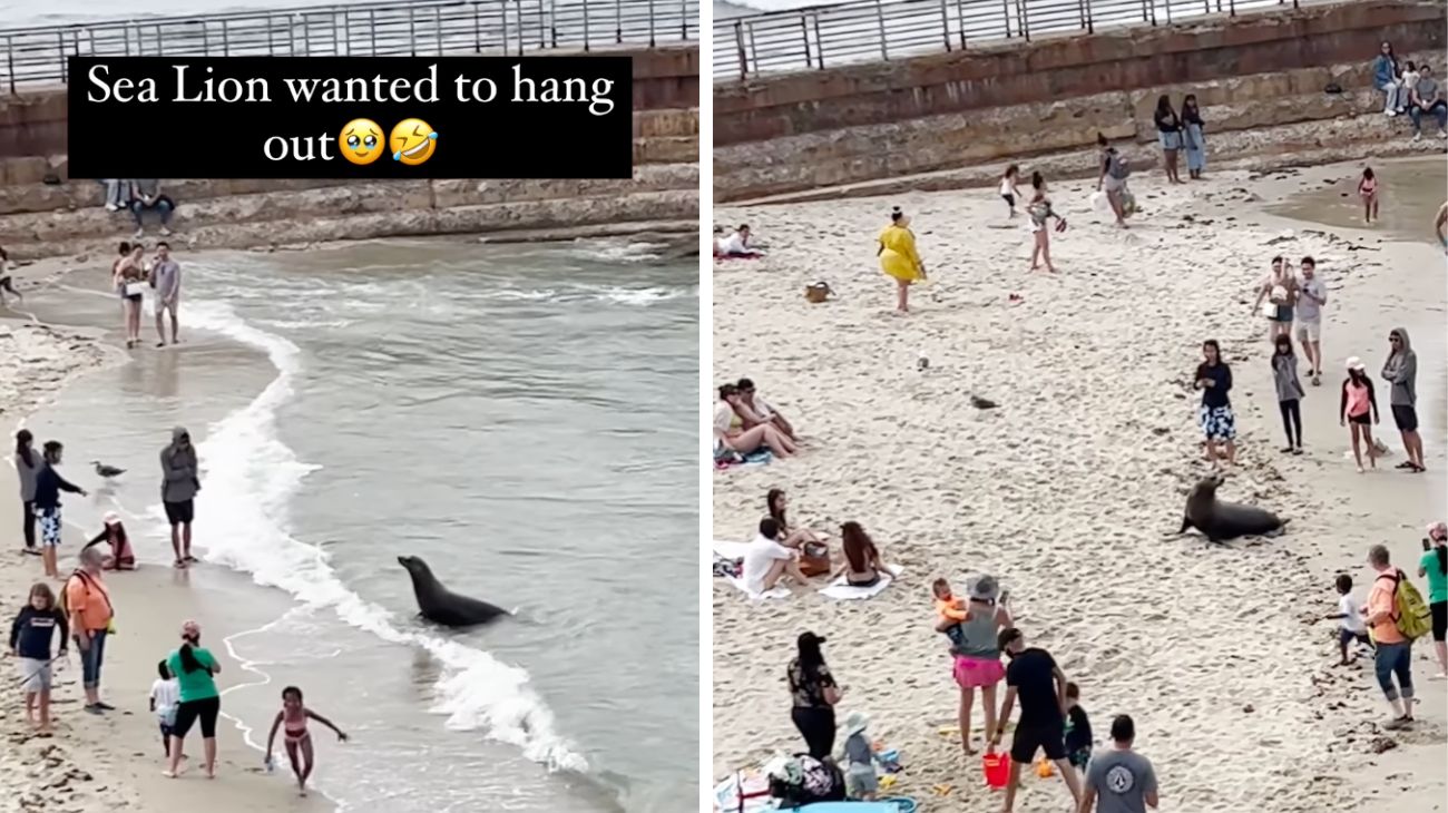 Foca invade la spiaggia e fa il bagno in riva al mare: la reazione dei turisti è davvero incredibile