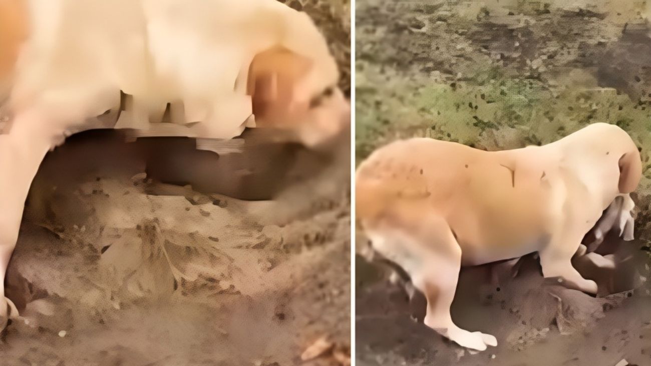 Labrador con cucciolo