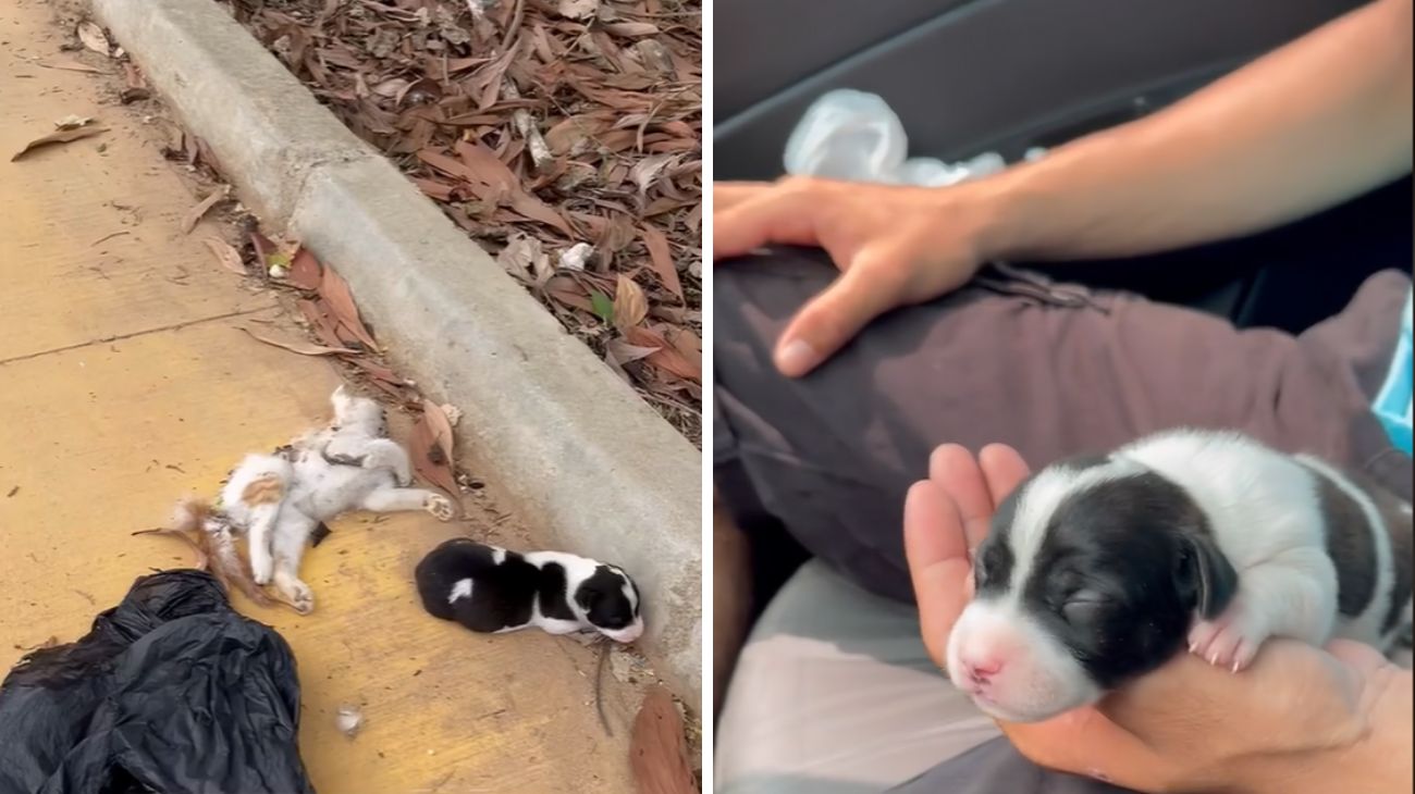 trova-due-cuccioli-in-un-sacco-della-spazzatura