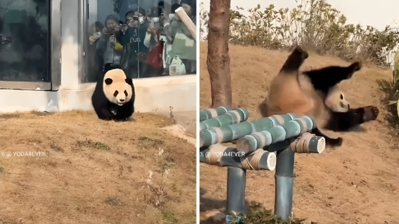 panda-rotola