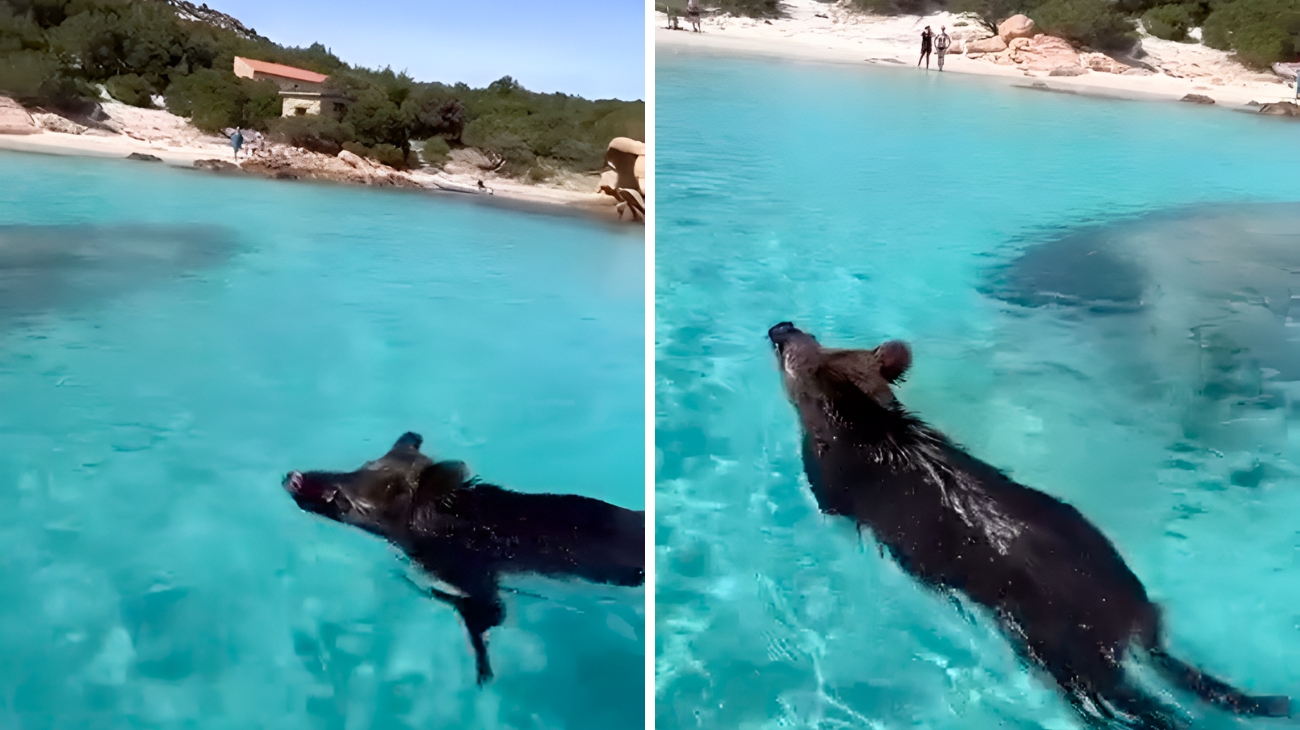 In Sardegna, un turista ha visto uno strano animale fare il bagno