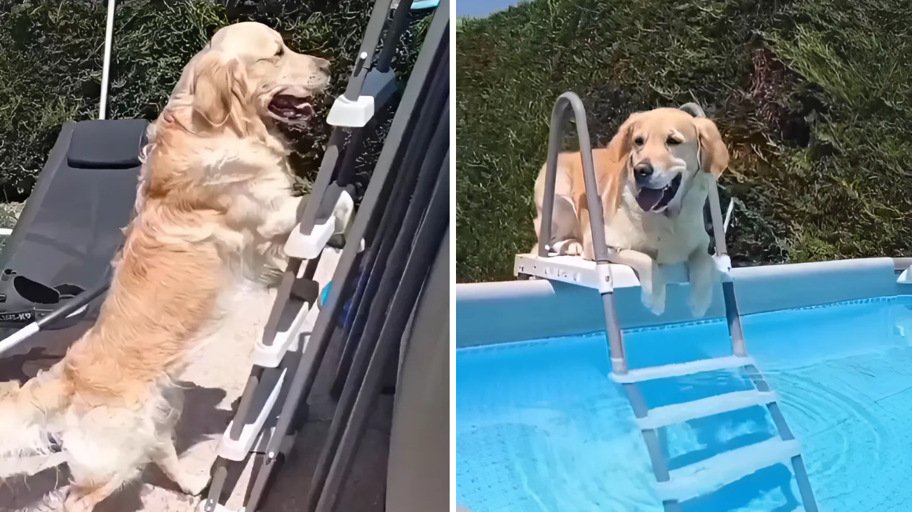 golden retriever si tuffa in piscina