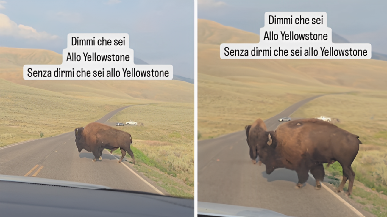 bisonte strada cosa fare