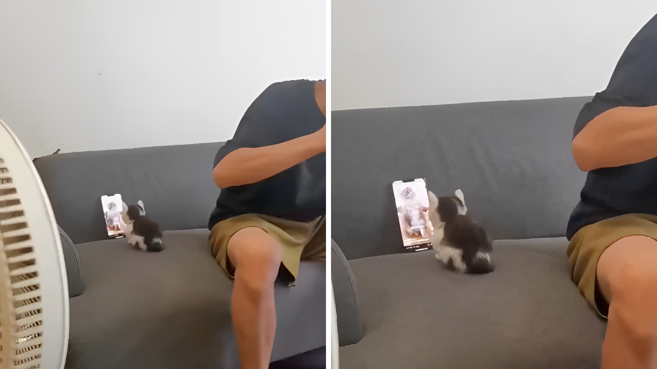 Il gattino che guarda i video su TikTok