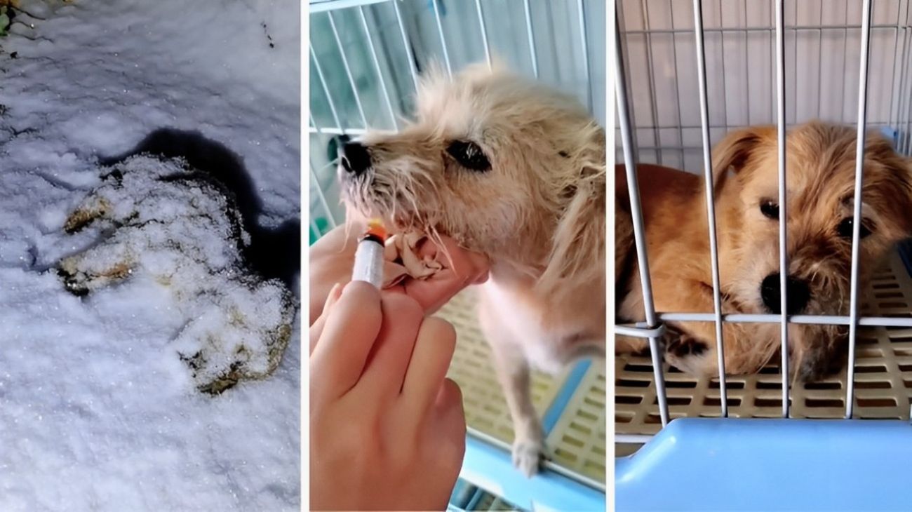 cane sepolto e abbandonato tra la neve