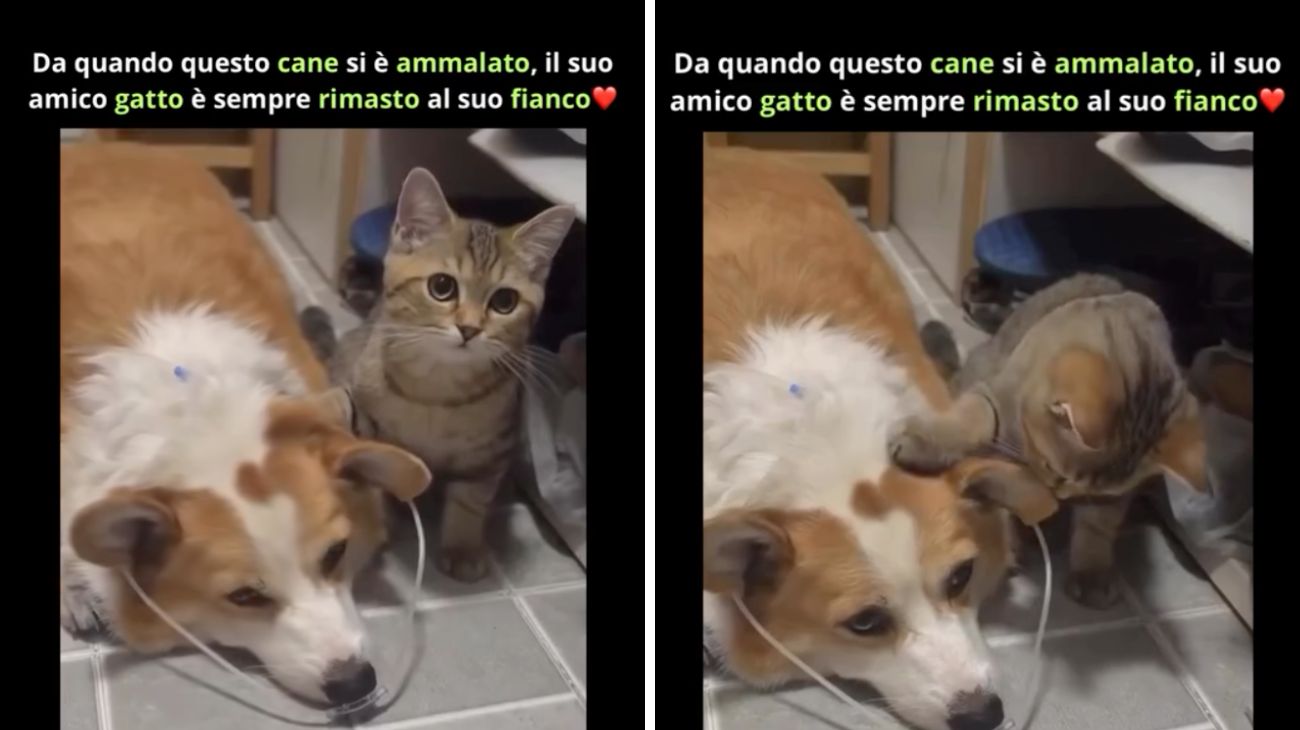 cane e gatto