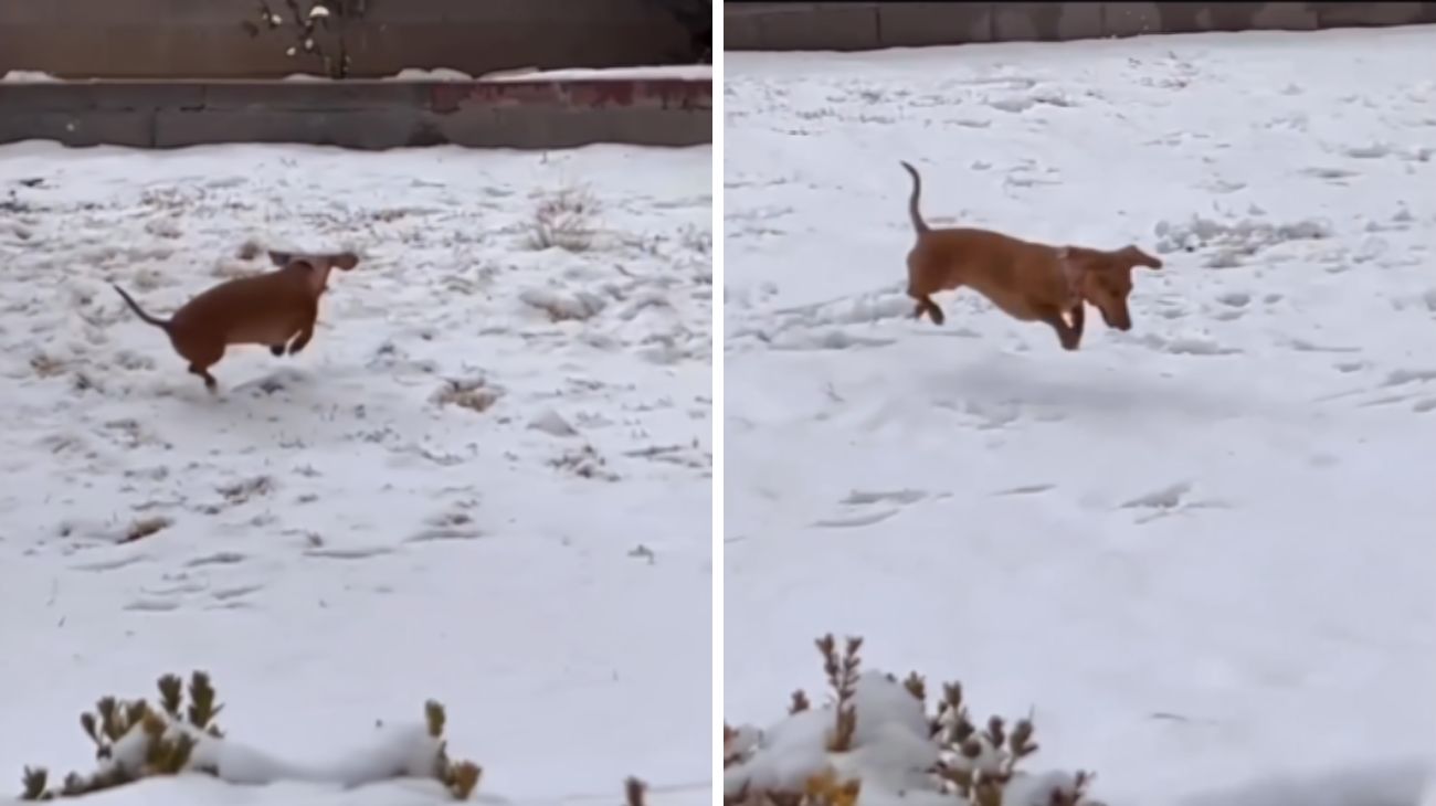 cane-scopre-la-neve-per-la-prima-volta