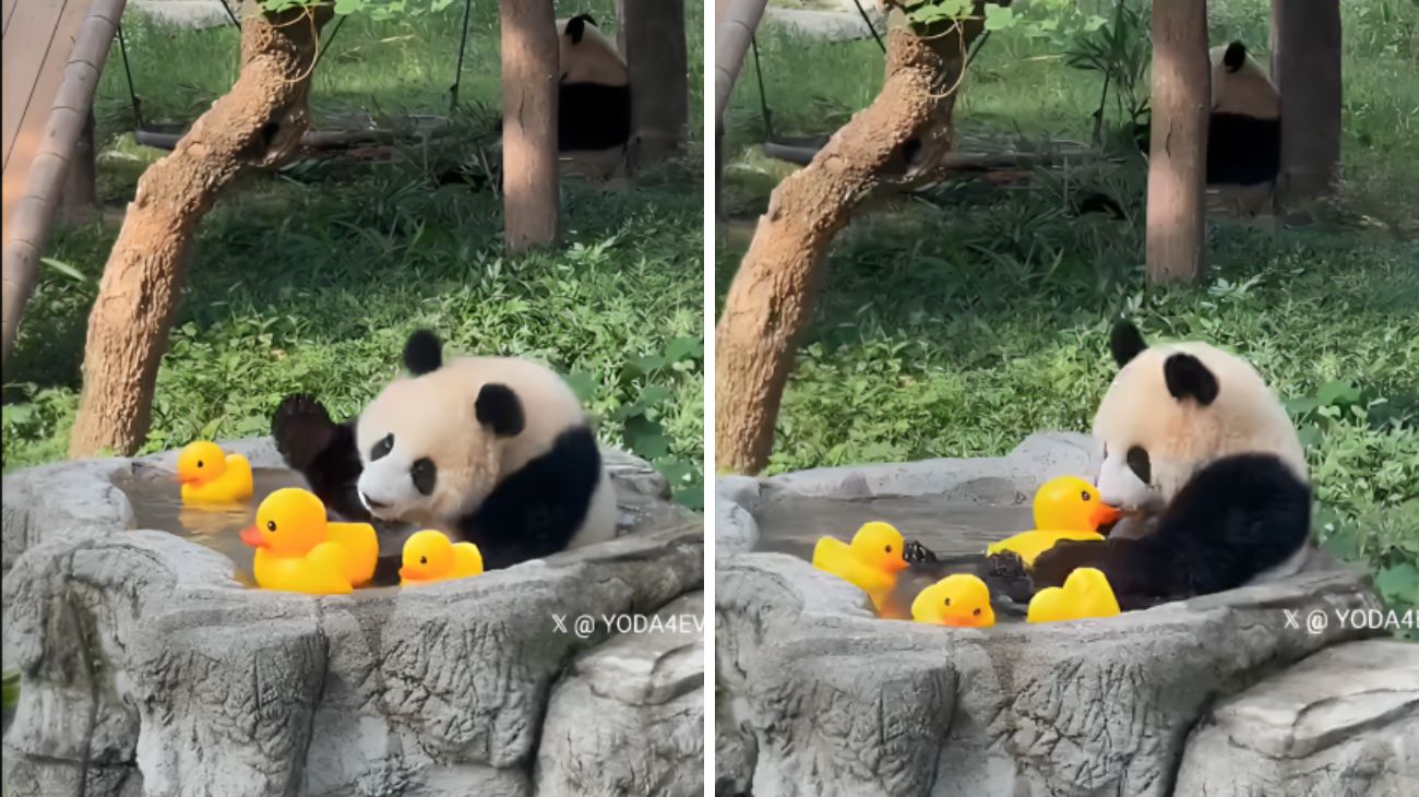 panda-fa-il-bagno-con-le-paperelle